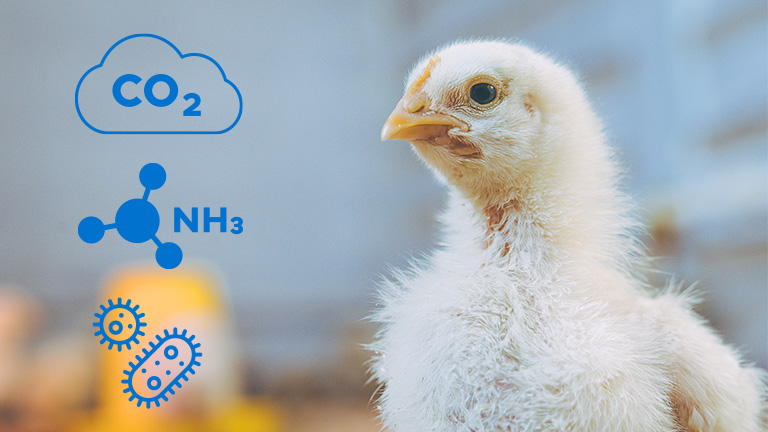 Poultry-broiler-air-quality-challanges-768