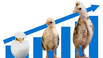 Poultry-broiler-stable-climate-768