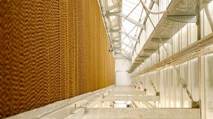 Greenhouse-cooling-solutions-768