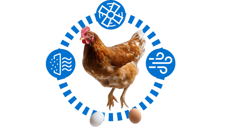 Poultry-layers-airprotec-768