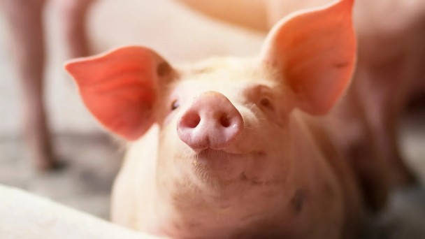 Pigs-climate-solutions-1440_5ca927