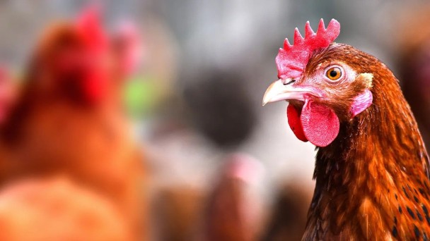 Poultry-climate-solution-1440_e4f58e