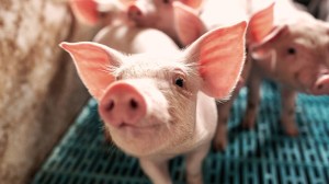 Pigs-air-treatment-systems-768
