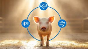 Pigs-heat-stress-768