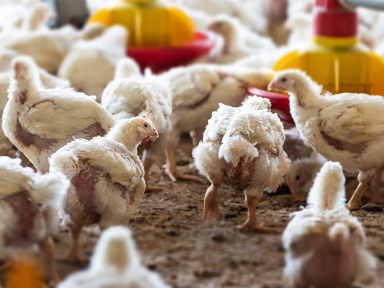 Poultry-animal-welfare-768