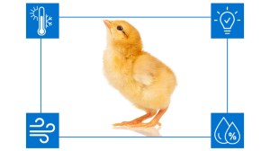 Poultry-broiler-optimal-climate-768