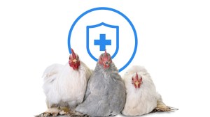 Poultry-broiler-respiratory-health-768