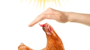 Poultry-heat-stress-768