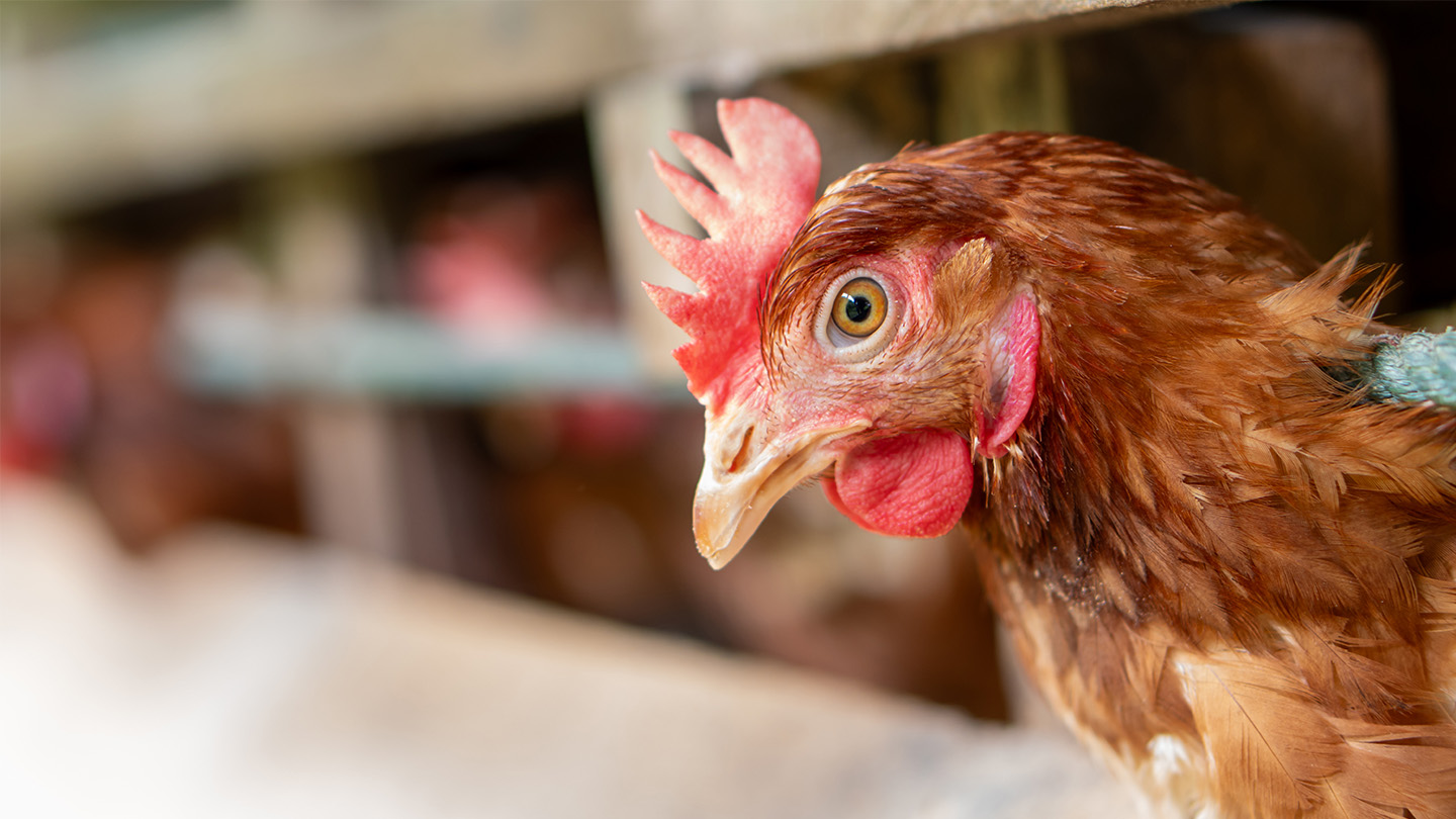 Poultry-layers-climate-solutions-1440