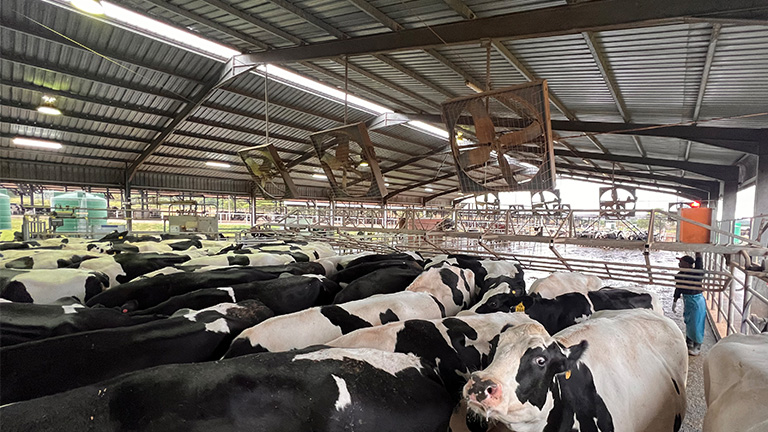 Dairy-air-quality-768