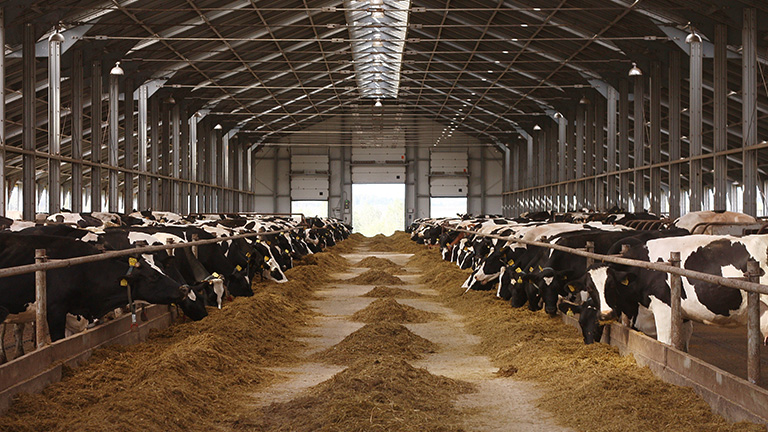 Dairy-airflow-768