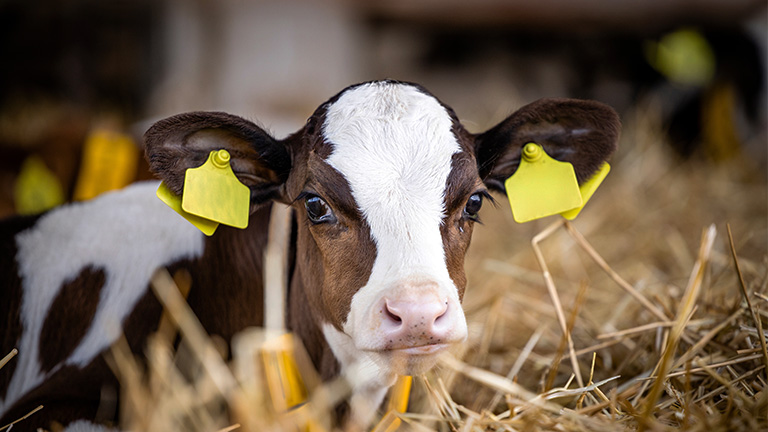 Dairy-calves-768