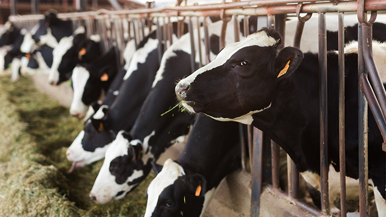 Dairy-energy-efficiency-768