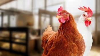 Poultry-layers-animal-welfare-solutions-768